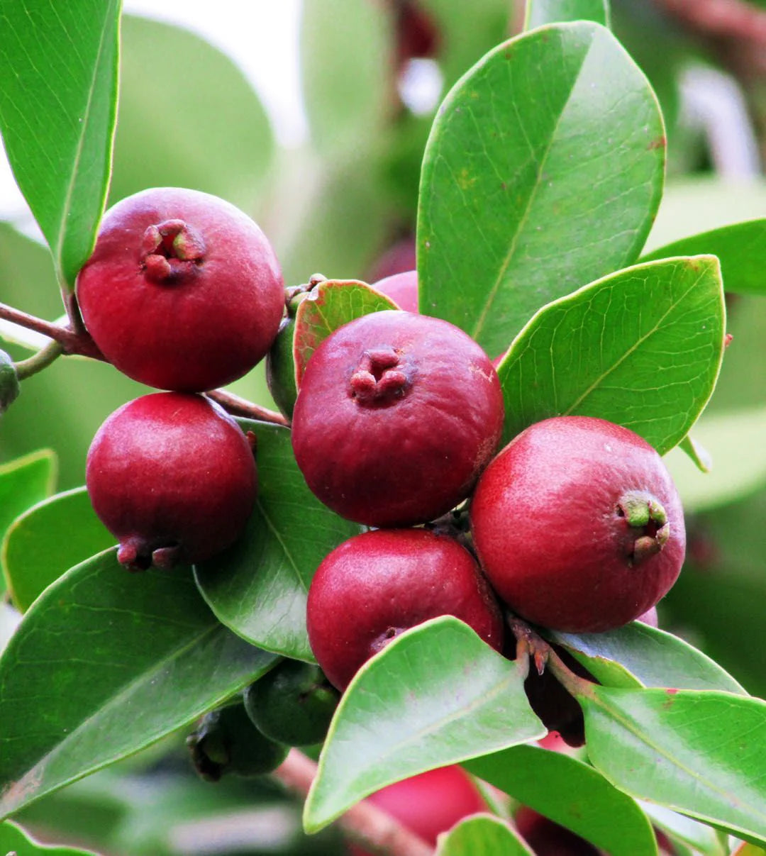 Red strawberry guava Live Plant (Psidium Cattleianum)