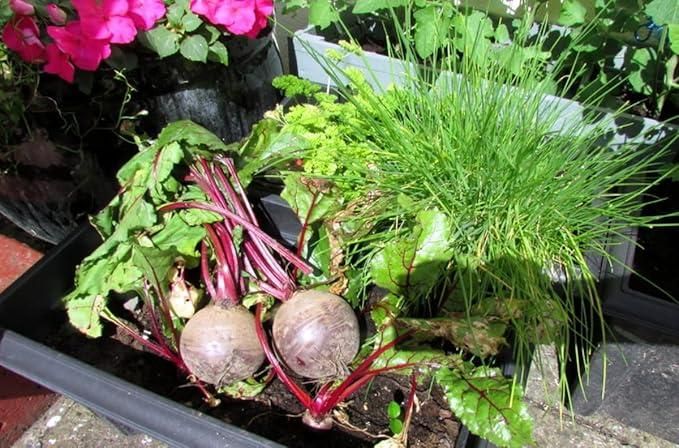 Beetroot Seeds (Free Organic Pot Mix 100 gm)
