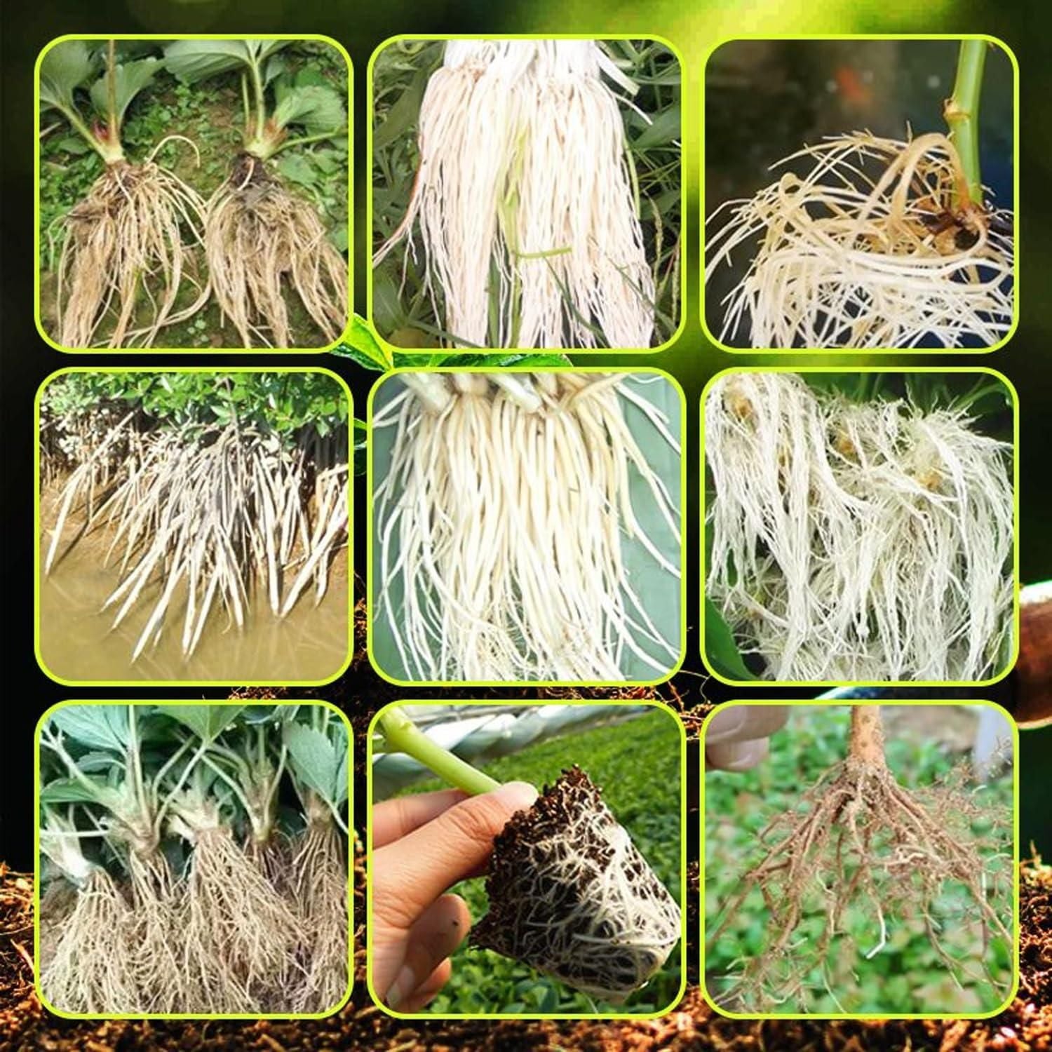 Rapid Strong Rooting Fertilizer 200 gm Pack of 2