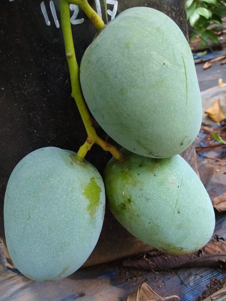 Kalapadi Mango Live Plant (Mangifera indica)