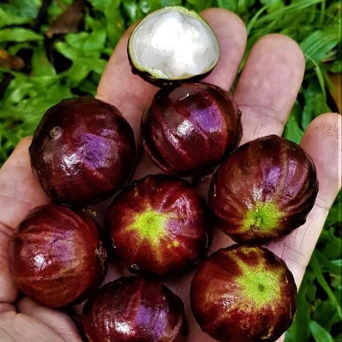 Jaboticaba AxP ( Aureana x phitrantha)