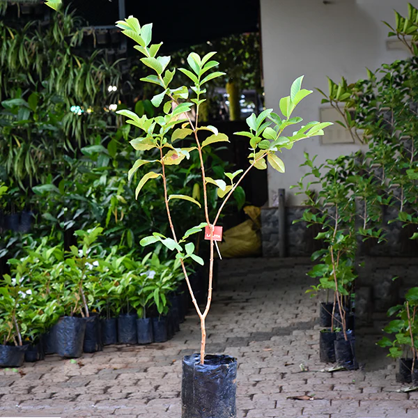 Pink Thai Guava Live Plant (Psidium Guajava)