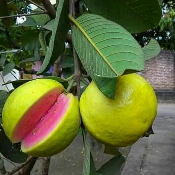 Pink Thai Guava Live Plant (Psidium Guajava)