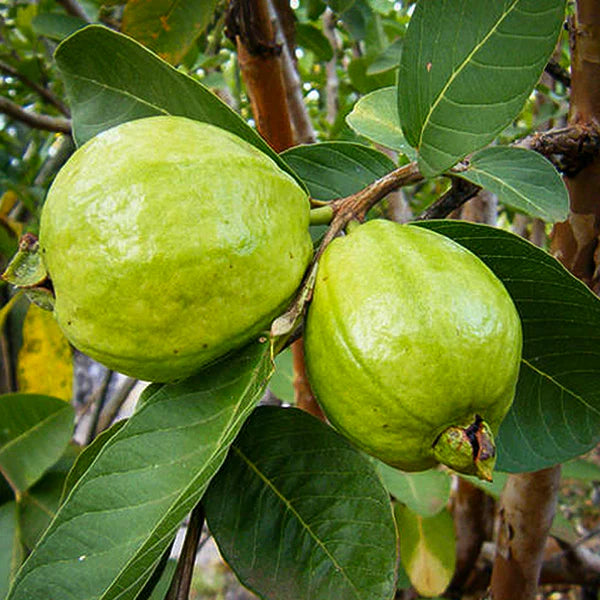 Pink Thai Guava Live Plant (Psidium Guajava)