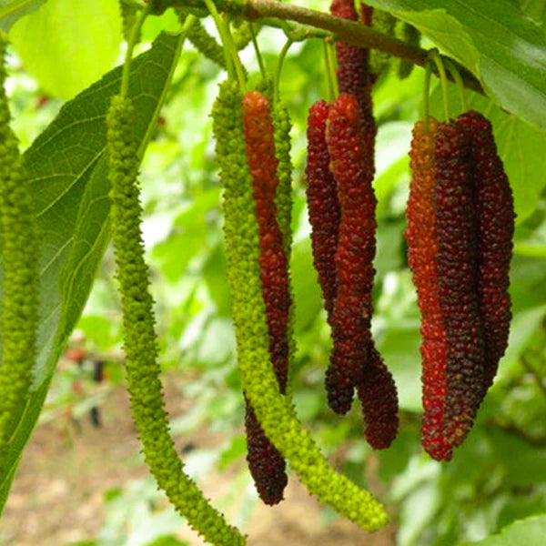 Long mulberry Live Plants (Morus Alba)