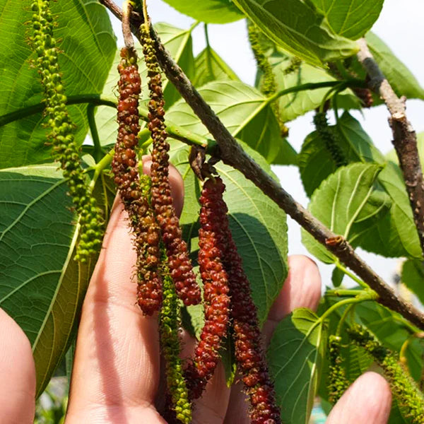 Long mulberry Live Plants (Morus Alba)