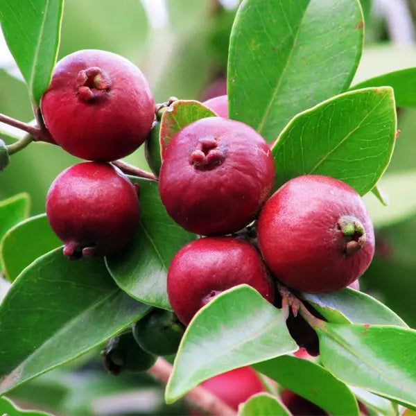 Red strawberry guava Live Plant (Psidium Cattleianum)