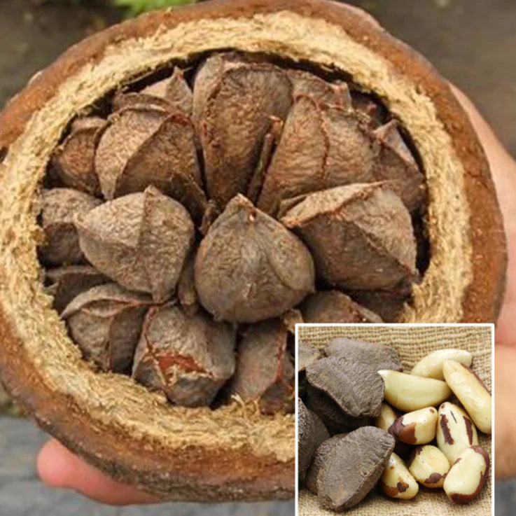 Brazil Nut Live Plants (Bertholletia Excelsa)