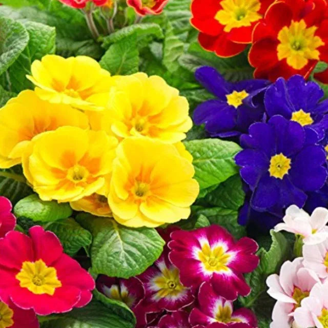 Premium Rose Primrose Seeds Bundle – With Plant Growth Supplement (Pack of 2)