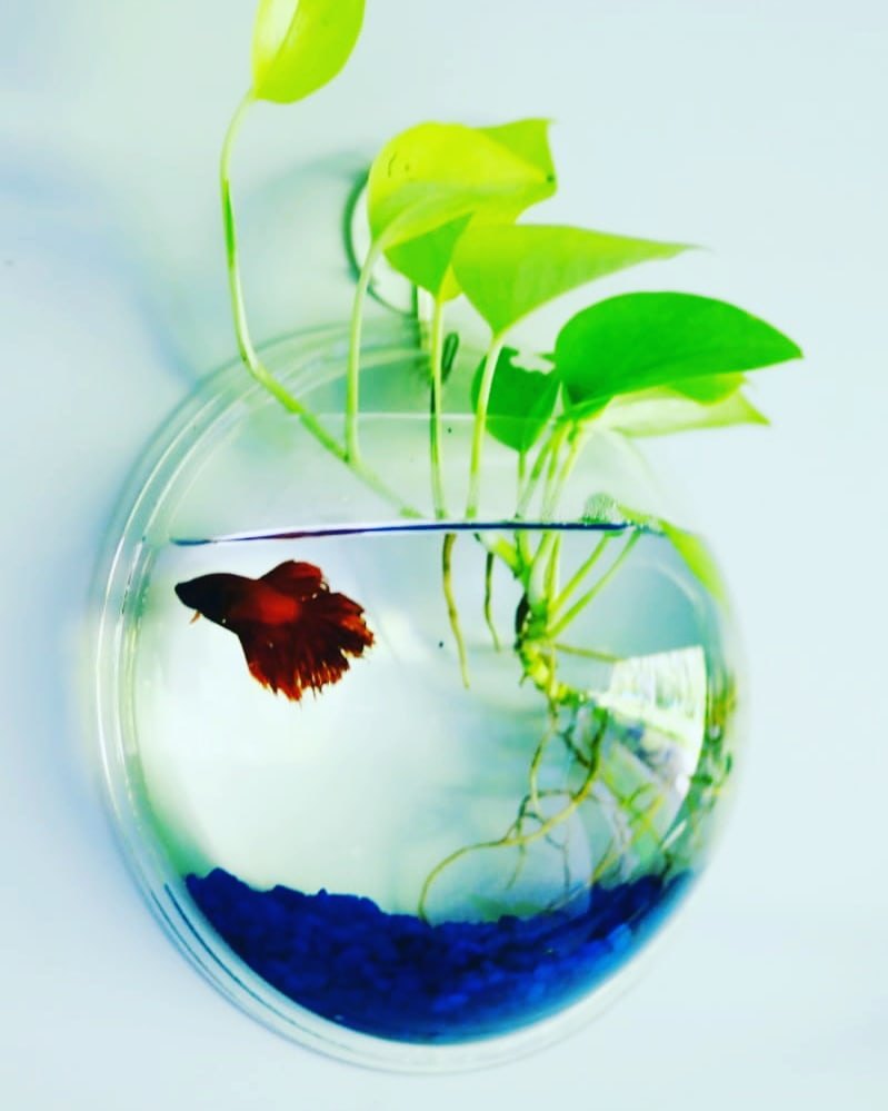 Mistletoe Beautiful Quality Wall Hanging Fish Bowl Acrylic - Assorted Back Color (Not Glass) 9 Inches, 1 LTR