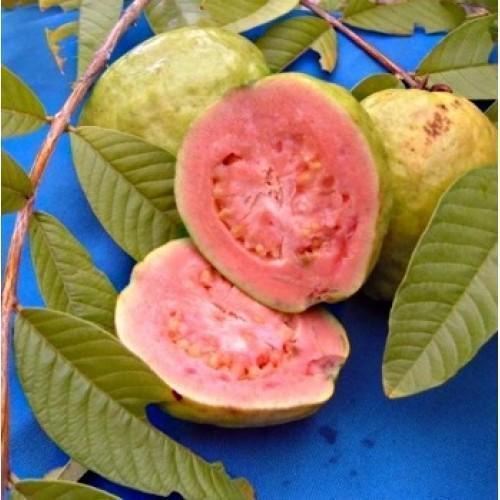 Pink Thai Guava Live Plant (Psidium Guajava)