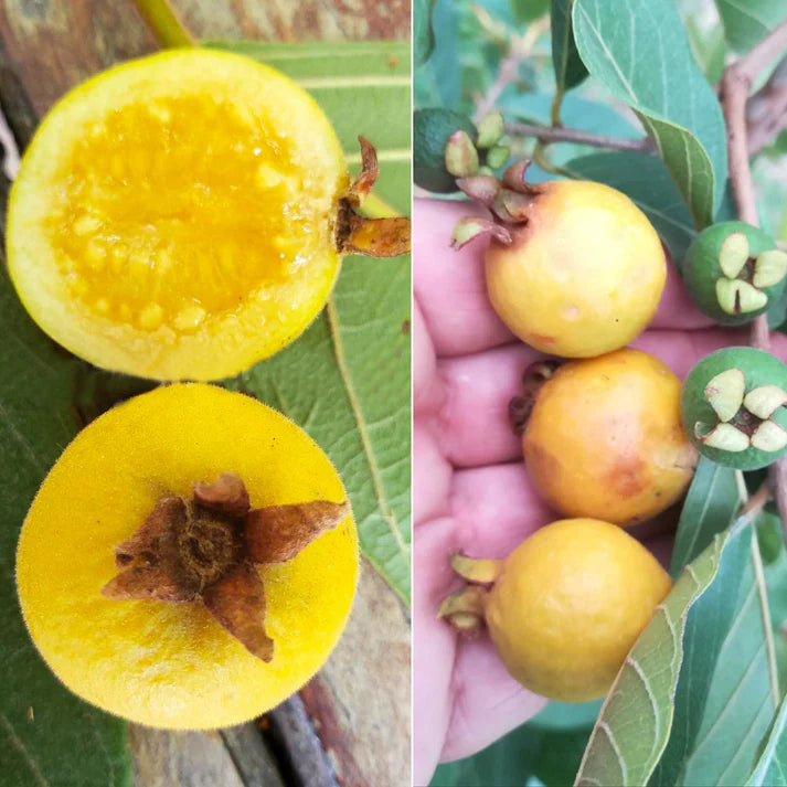 Grape guava Live Plants