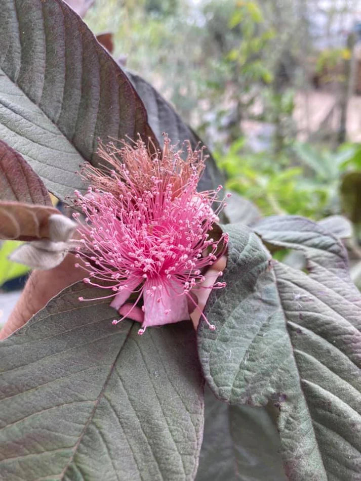 Purple guava Live Plants