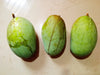 Kolomb Mango Live Plants