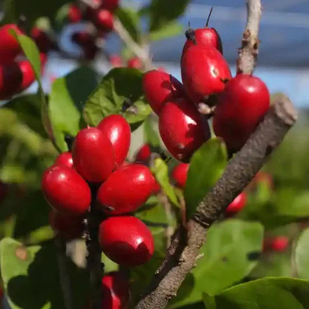 Miracle Fruit Live Plants (Synsepalum Dulcificum)