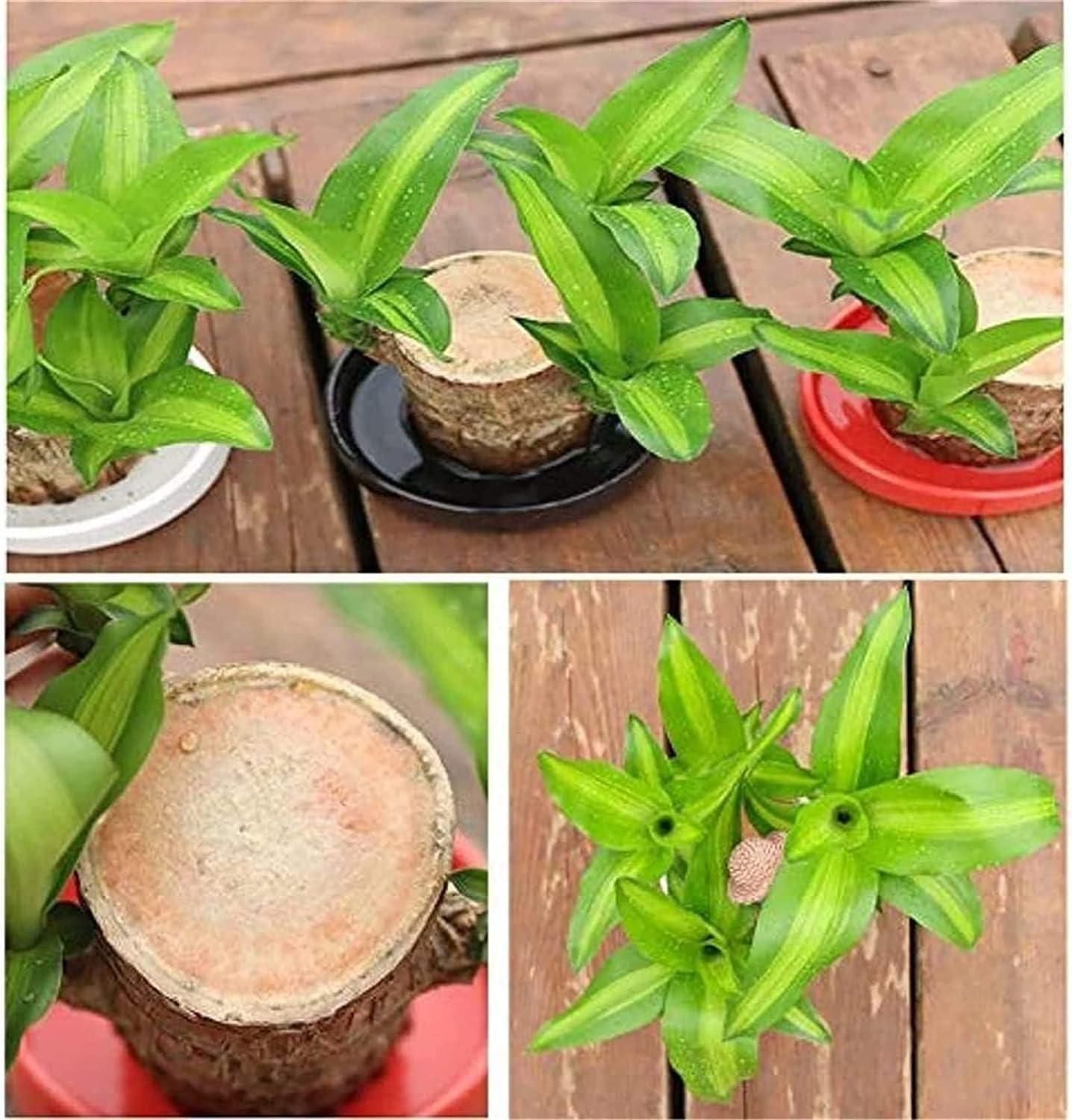 BRAZILIAN LUCKY WOOD PLANT WITH MONK STATUE AND PLATE