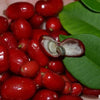 Mystery Fruit live Plant (Syzygium sp)