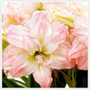 Amaryllis Pink White Bulbs