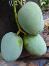 Kalapadi Mango Live Plant (Mangifera indica)