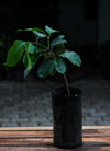 Black jamun Live Plants (Syzygium Cumini)