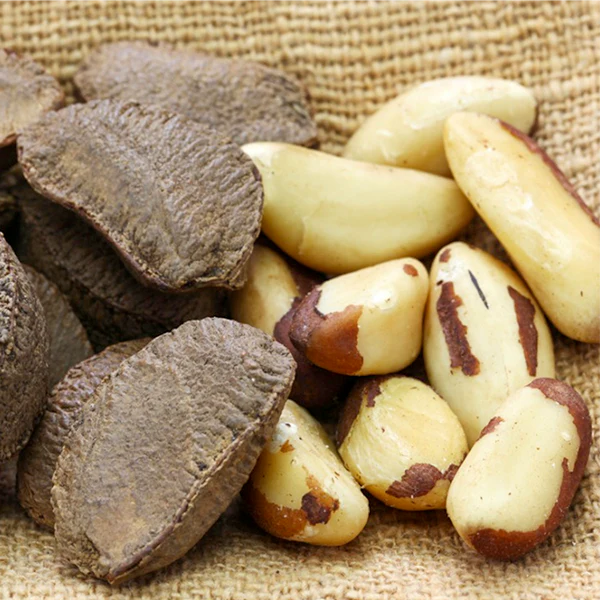 Brazil Nut Live Plants (Bertholletia Excelsa)