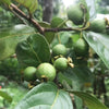 Grape guava Live Plants