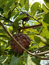 Sugar-Apple Live plant (Annona Squamosa)