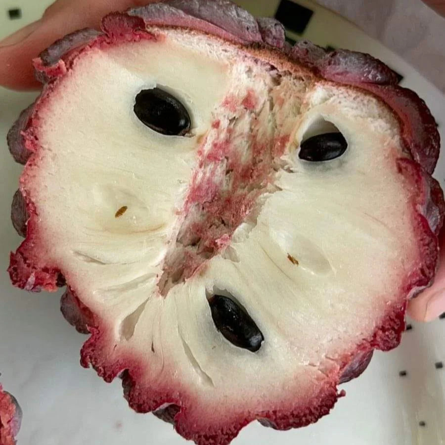 Sugar-Apple Live plant (Annona Squamosa)