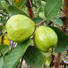 L 49 guava Live Plants