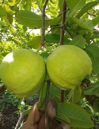 L 49 guava Live Plants