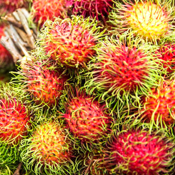 Rambutan Rongrien Live Plants