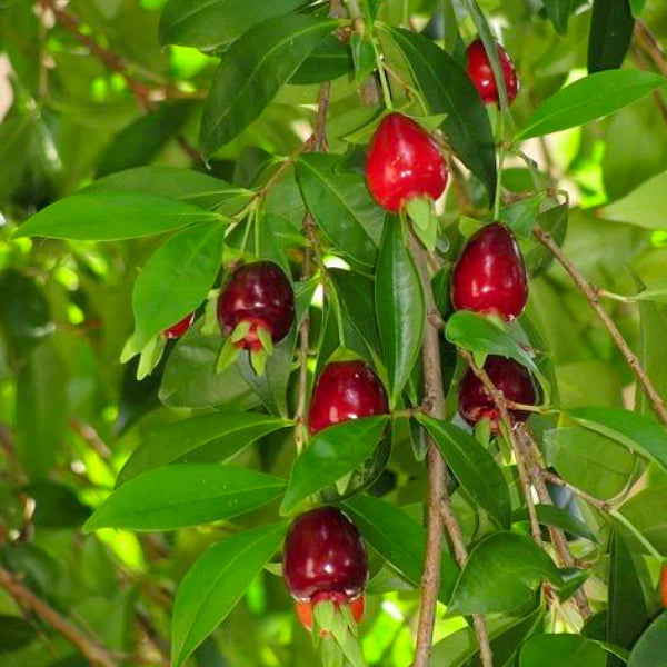 Cherry of the Rio Grande (Eugenia Involucrata): A Tropical Marvel for Your Garden