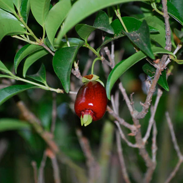 Cherry of the Rio Grande (Eugenia Involucrata): A Tropical Marvel for Your Garden