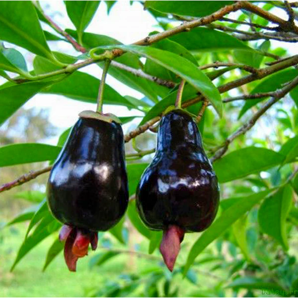 Cherry of the Rio Grande (Eugenia Involucrata): A Tropical Marvel for Your Garden