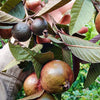 Purple guava Live Plants