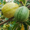 Lalith guava Guava Live Plants