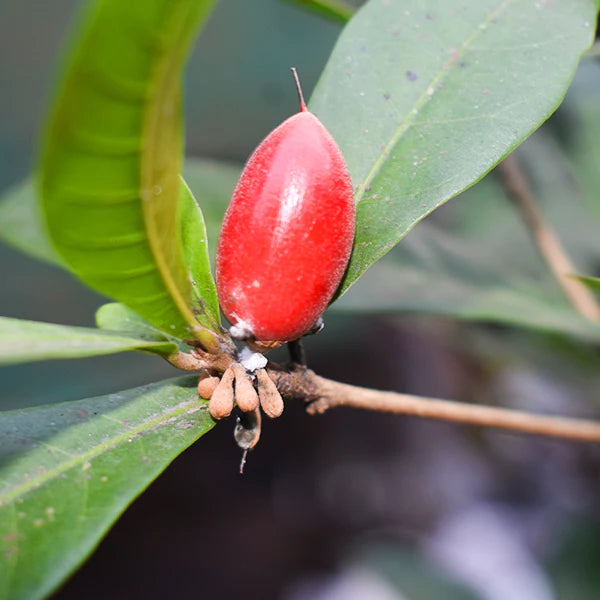Miracle Fruit Live Plants (Synsepalum Dulcificum)