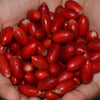 Miracle Fruit Live Plants (Synsepalum Dulcificum)