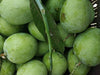 Moovanden Mango Live Plants