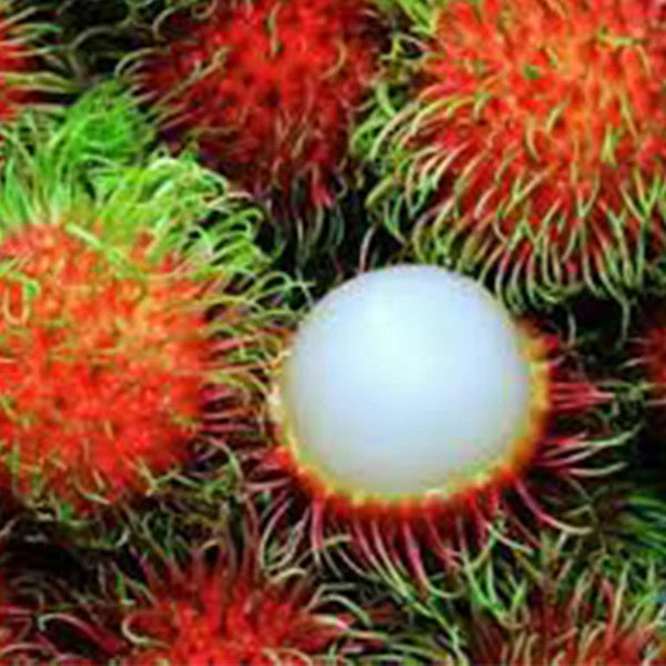 N18 Rambutan Live Plants (Red)