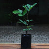 N18 Rambutan Live Plants (Red)