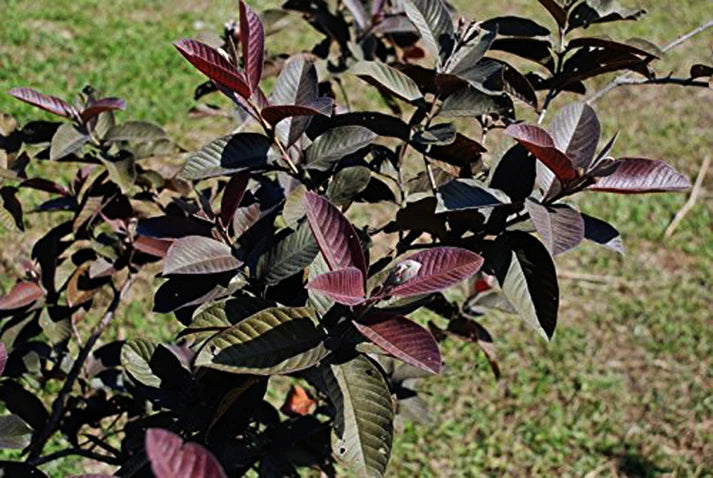 Purple guava Live Plants