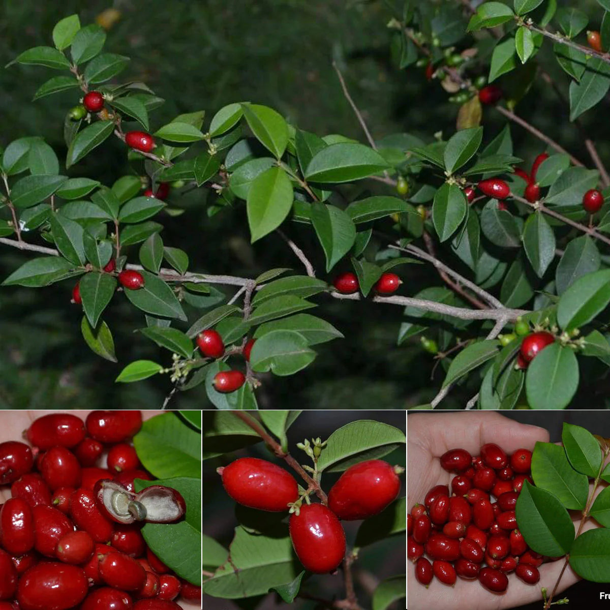 Mystery Fruit live Plant (Syzygium sp)
