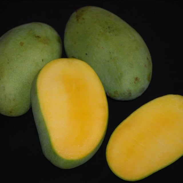 Kolomb Mango Live Plants