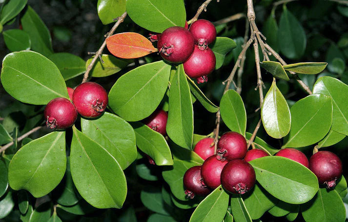 Red strawberry guava Live Plant (Psidium Cattleianum)