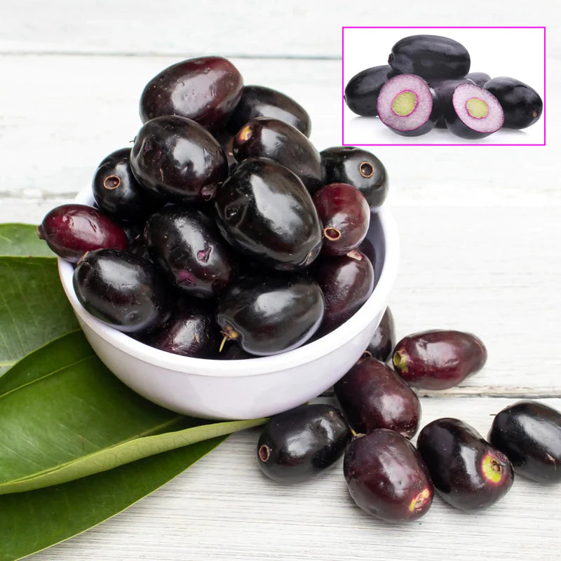 Black jamun Live Plants (Syzygium Cumini)