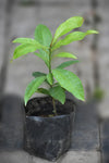 Brazil Nut Live Plants (Bertholletia Excelsa)