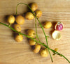 Kafai Mooti (Baccaurea Courtallensis)