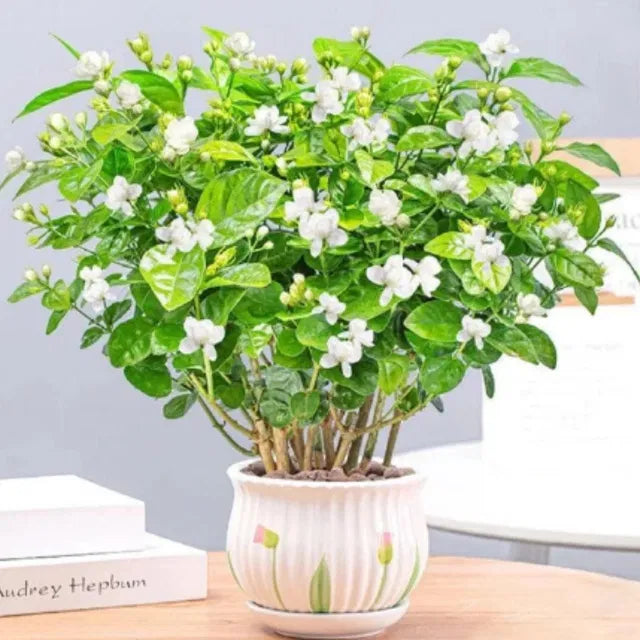 Premium Double Jasmine Seeds – Intense Fragrance "Mogra" Collection