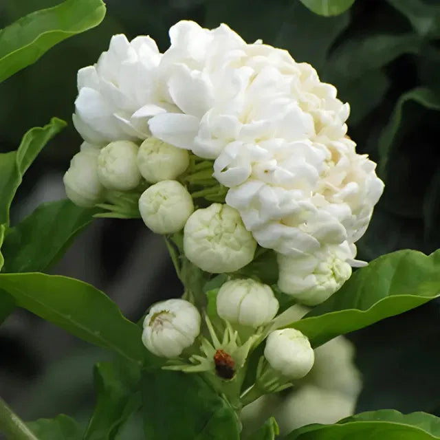 Premium Double Jasmine Seeds – Intense Fragrance "Mogra" Collection